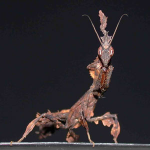 /dateien/uh68174,1291020035,mantis