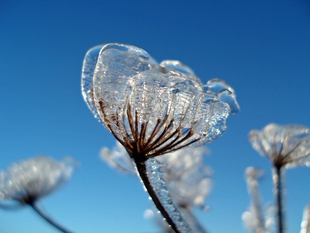 /dateien/uh69784,1295295733,Winter-Blume-Frost-Schafgarbe-Schafgarbe-Natur-26-Landschaft