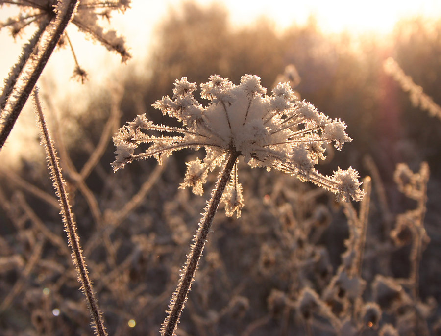 /dateien/uh69784,1295369867,Snow Flower by scotto