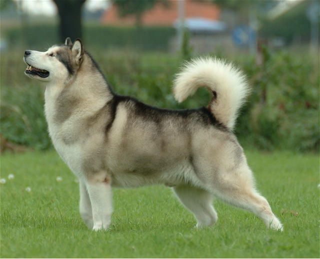 /dateien/vo51362,1256301044,Alaskan Malamute