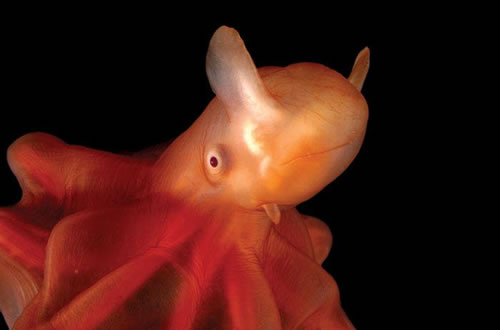 /dateien/vo54887,1246474473,dumbo-octopus