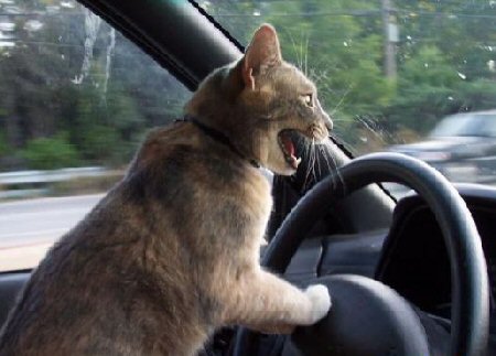 /dateien/vo56243,1290762090,driving cat