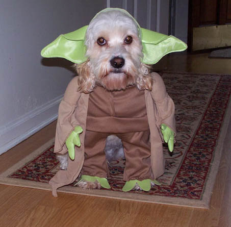 /dateien/vo57722,1257368529,yoda dog