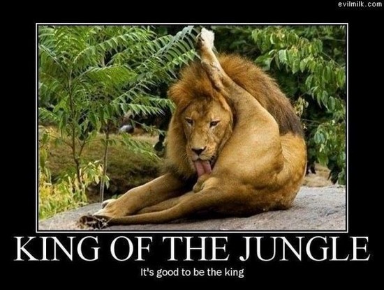 /dateien/vo59141,1273918461,kingofjungle