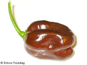 /dateien/vo60496,1266155477,Habanero Chocolat