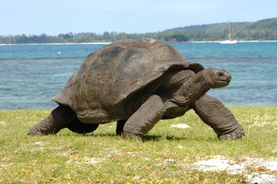 /dateien/vo62247,1272486135,Riesenschildkroete