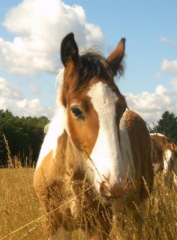 /dateien/vo62642,1273613356,02.07.05 Guiness im Gras