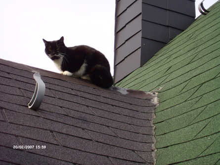 /dateien/vo68386,1291491212,Katze-aufm-Dach