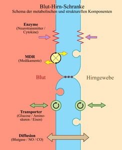 /dateien/vo68995,1293392848,Blut Hirn Schranke Schema