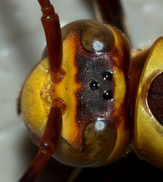 polistes major ocelli 20121108