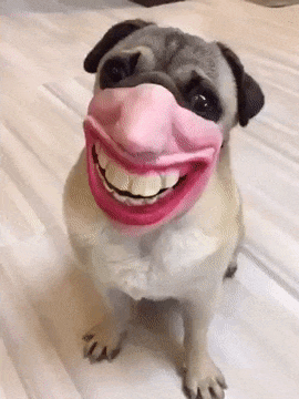 imagine seeing a dog with a humans face