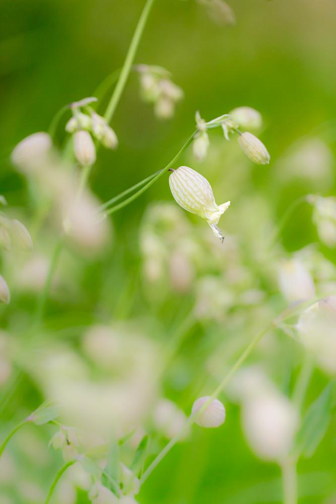 Taubenkopf-Leimkraut Silene vulgaris