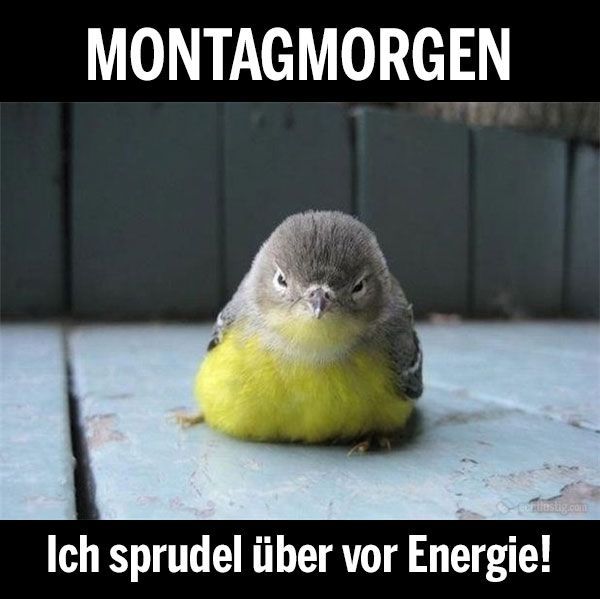 Lustige-Bilder-uber-Montagmorgen-3