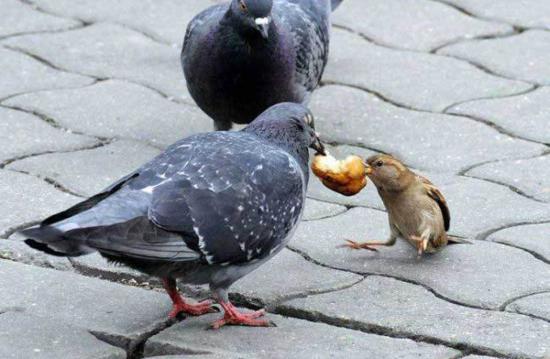 funny pigeon picture 15