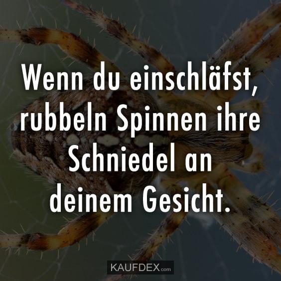 einschlaefst-spinnen-schniedel-gesicht-l