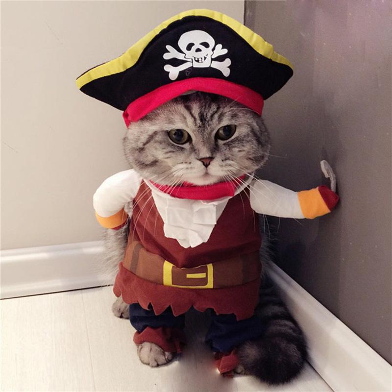 Lustige-Katze-Kost-me-Pirate-Anzug-Katze