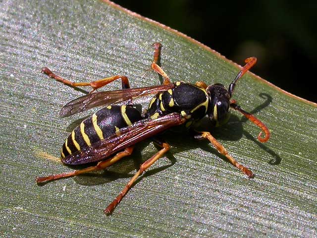 polistes-drohn