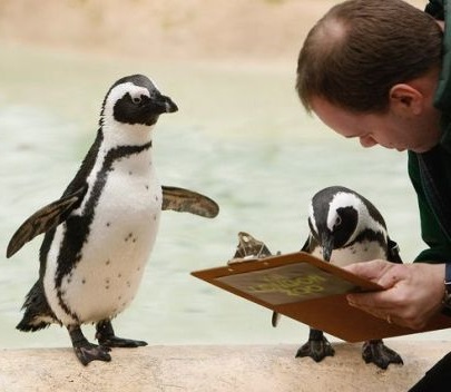 pinguine wollens wissen