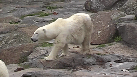 Eisbaerenhaltung-in-deutschen-Zoos-2016-