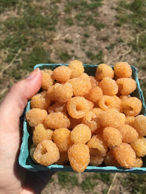 goldenraspberries1499209 640