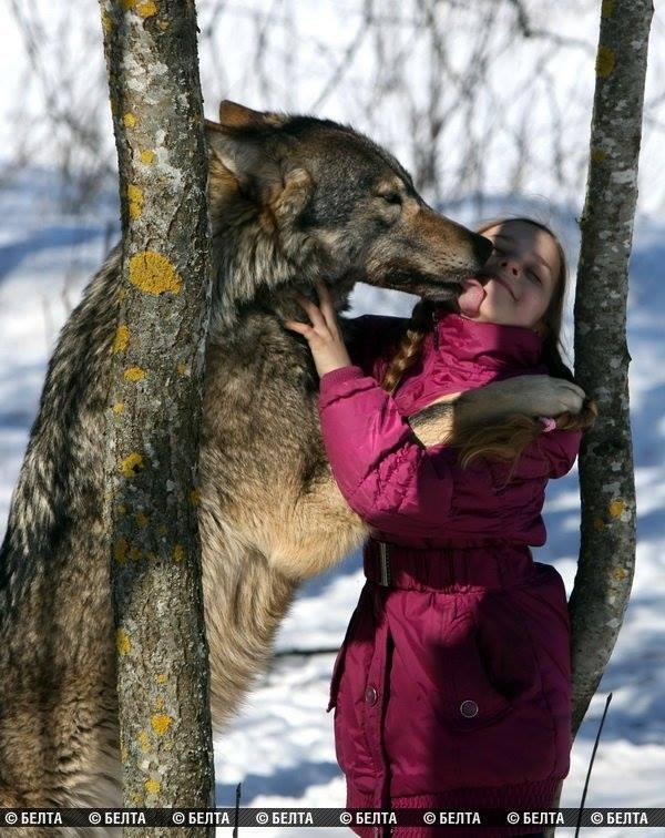 Essentiallywolvesanddogsarethesamespecie