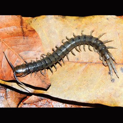 Scolopendra arthrorhabdoides-Ribaut 1913