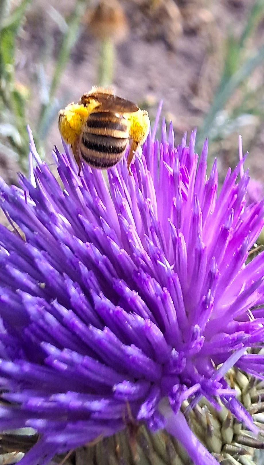 Distel4