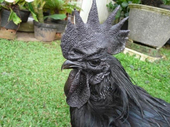 Ayam Cemani 02