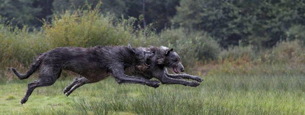 deerhound