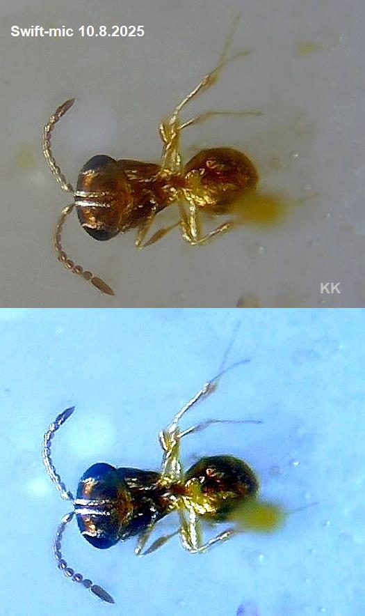 b.JPGcomb