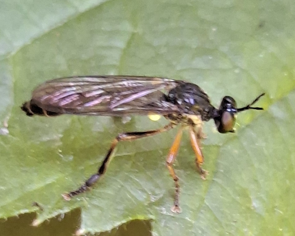 Raubfliege-Gemeine-Habichtsfliege-02
