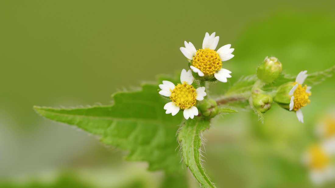 28806578-behaartes-knopfkraut-franzosenk