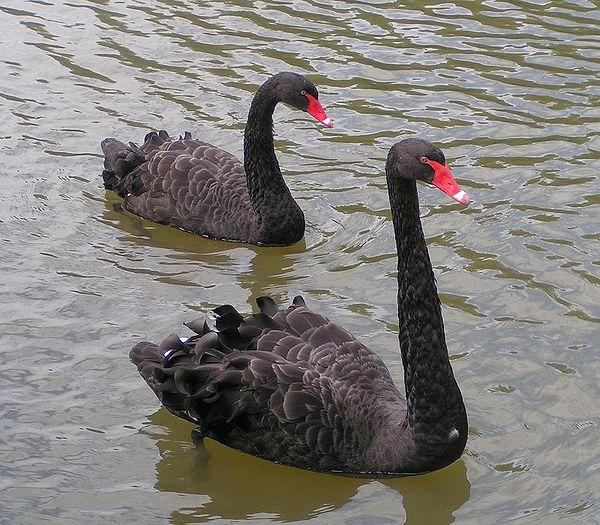 600px-Black Swans
