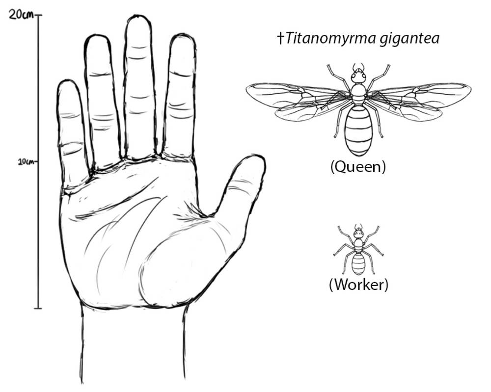titanomyrma gigantea   largest ant to ev