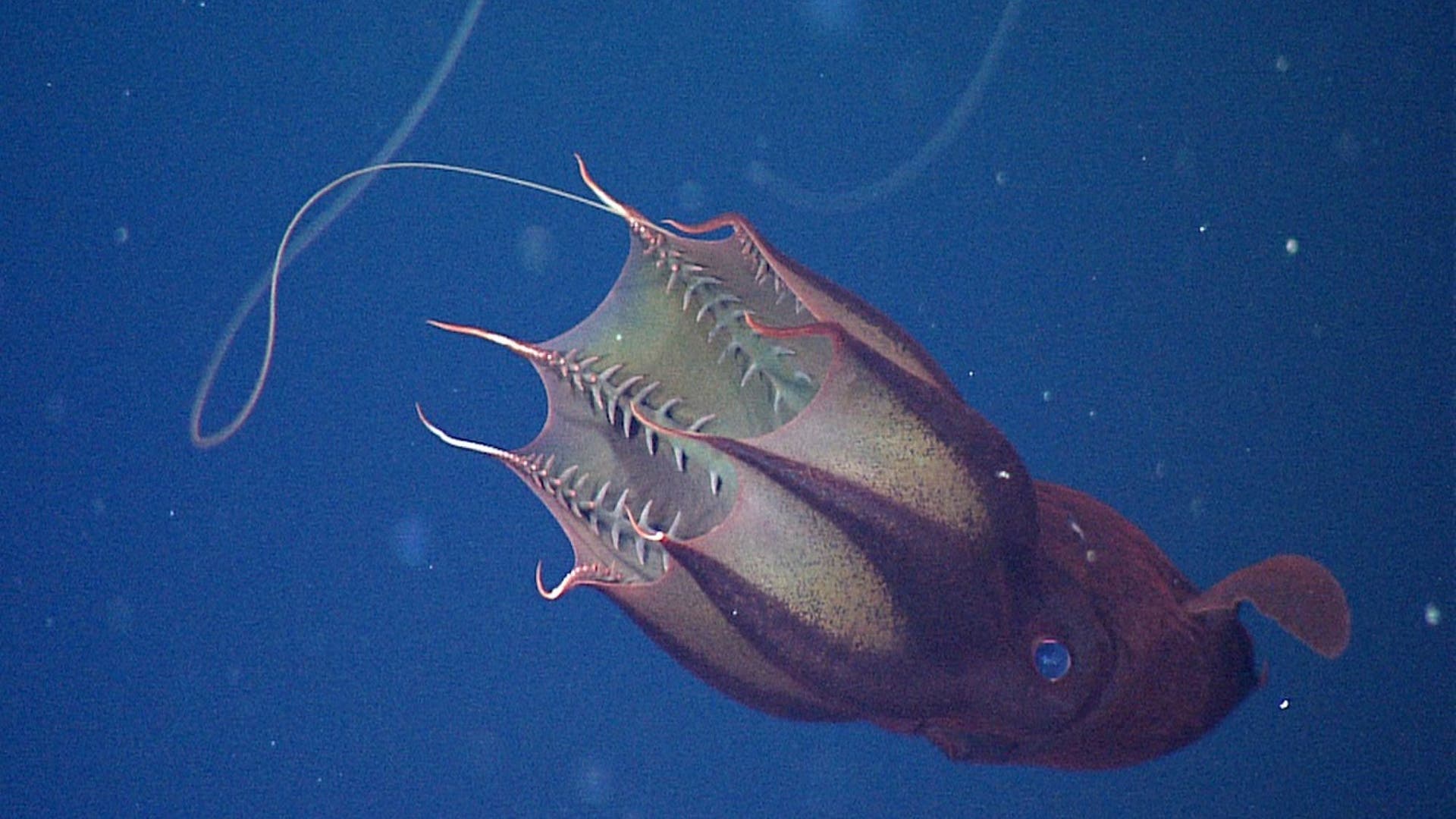 Vampiroteuthis-infernalis 2011MBARI