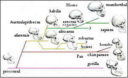 Fig24Onehypotheticalevolutionarytreeforh