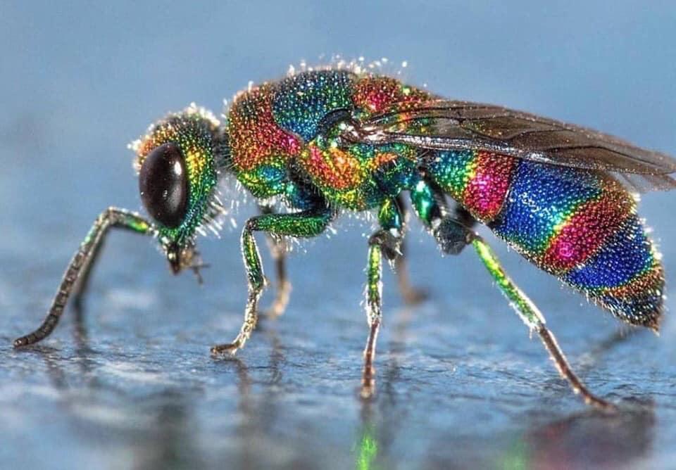 jewel wasp