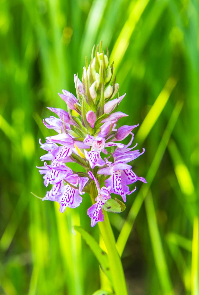 Geflecktes Knabenkraut Dactylorhiza macu