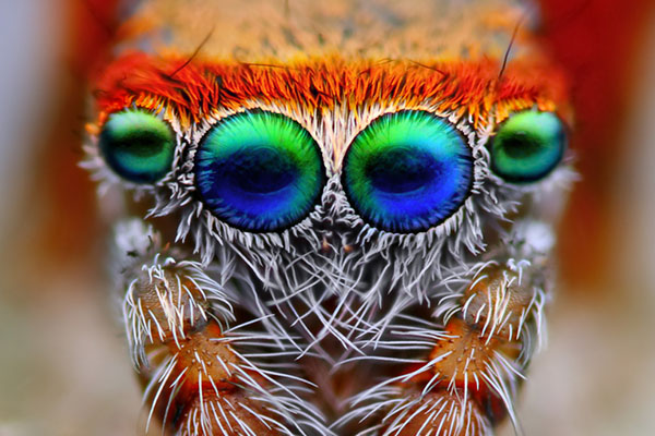 jumping-spider-eyes