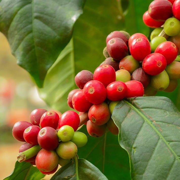 kaffeepflanze-coffea-arabica-4088263-shu