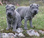 180px-Shar pei welpen