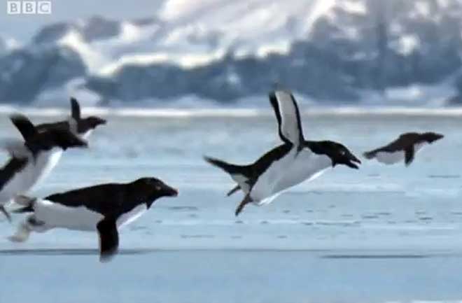 flying-penguins-660x433