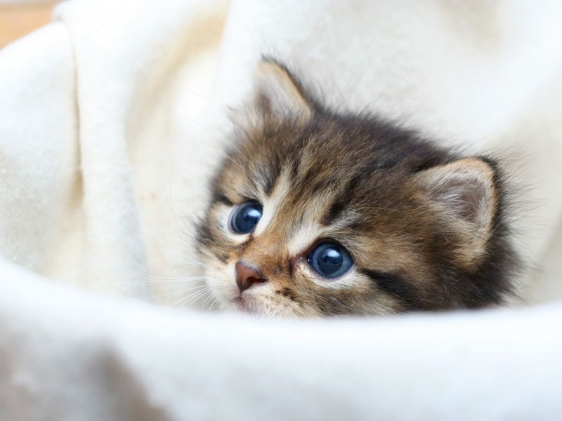 Getigerte-Katze-Baby-Decke