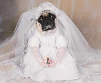 dog-bride