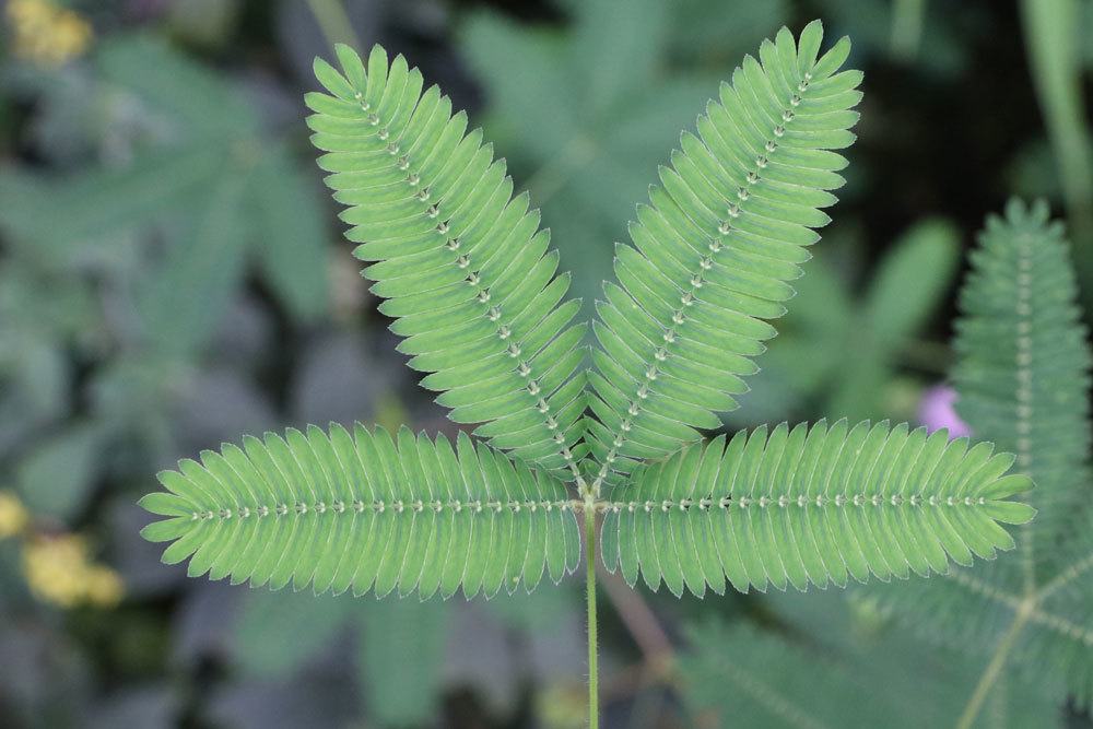 mimose-ueberwintern-6796