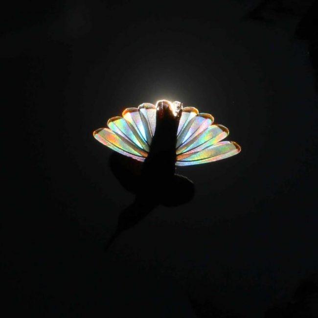 Breathtaking Photos Of Shining Hummingbi