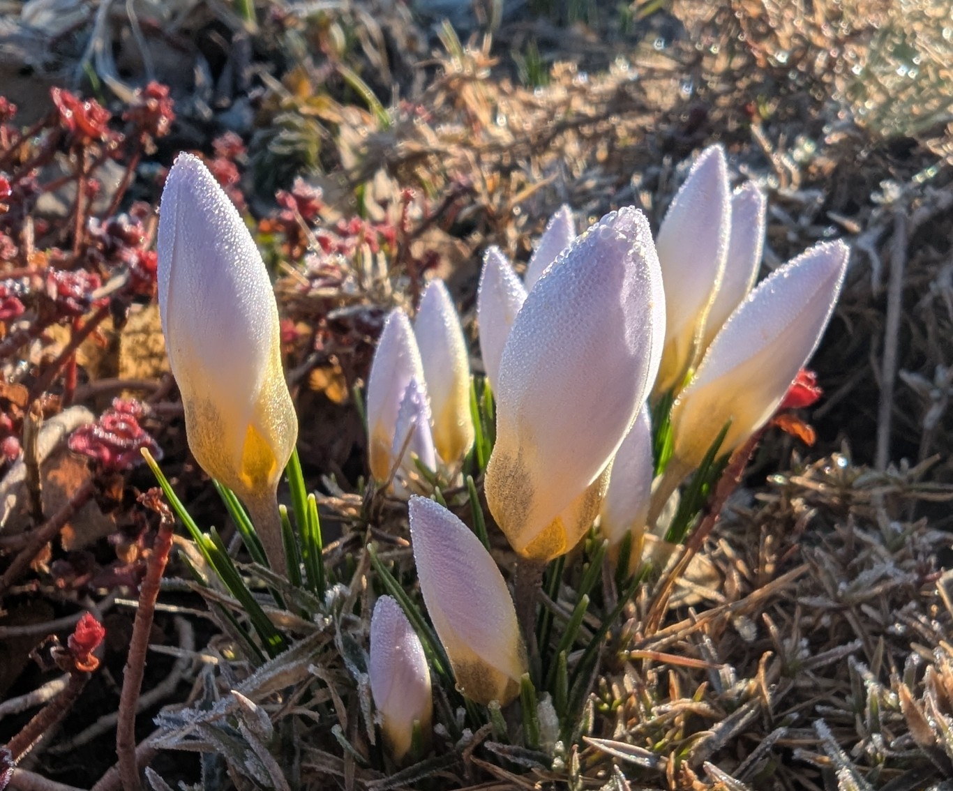 d3af6ef1-4db3-41dd-9a4a-3e52140b1c83 cop