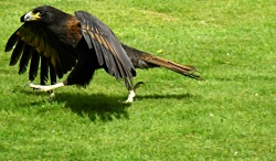 250px-Striated-Caracara-1742