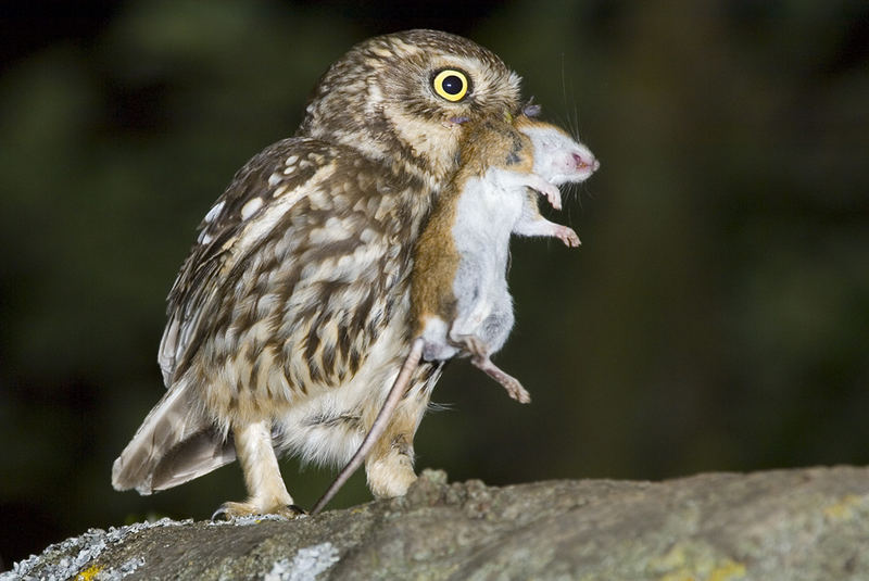 fette-beute-b56fb4ea-c6f6-47e1-af46-1145