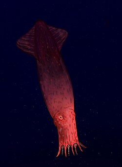Restoration of Enchoteuthis
